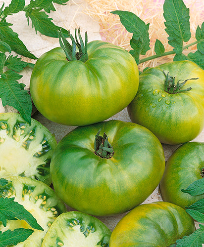 Green Beefsteak Tomatoes