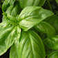 Basil, Italian Large Leaf - Sweet (Organic)