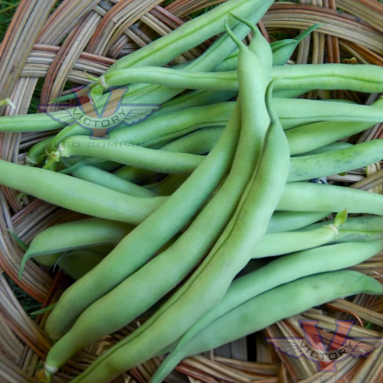 Improved Tendergreen Bush Green Bean