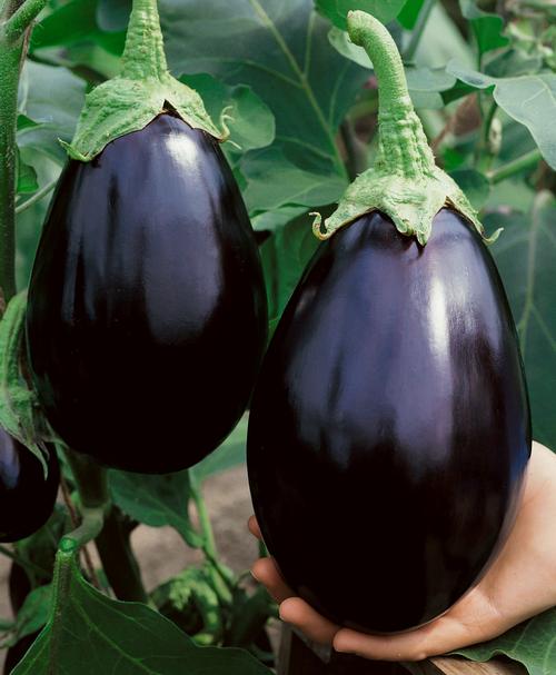 Black Beauty Eggplant