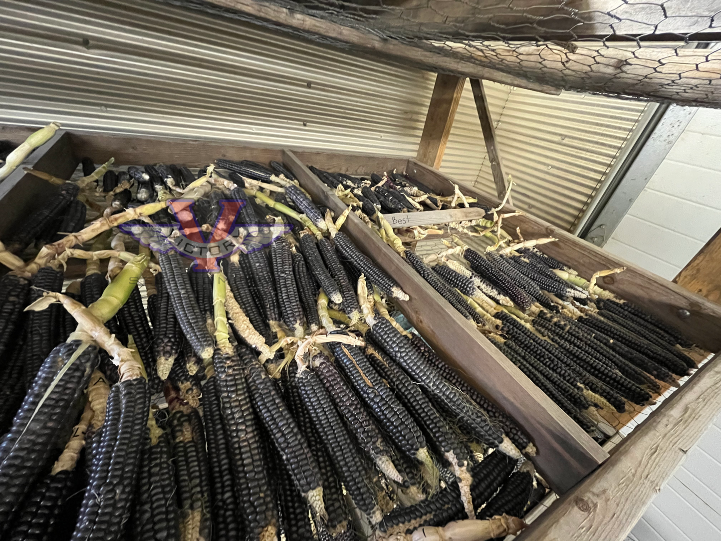 Blue Mesa Maize Flour Corn