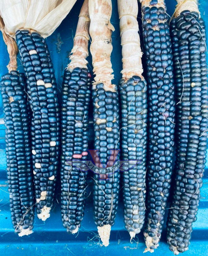 Blue Mesa Maize Flour Corn