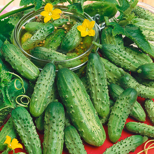 Boston Pickling Improved Cucumber - Victory Seeds® – Victory Seed Company