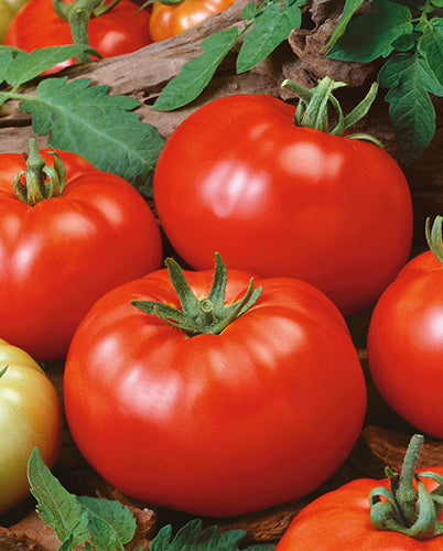 Organic Non-GMO Brandywine Tomato