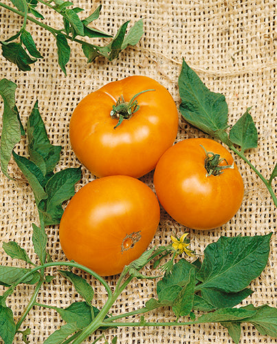 Brandywine, Yellow - Slicer Tomato Seeds