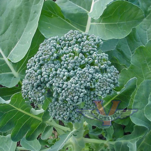 Waltham 29 Broccoli