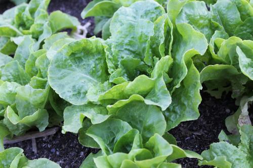 Buttercrunch Bibb Lettuce