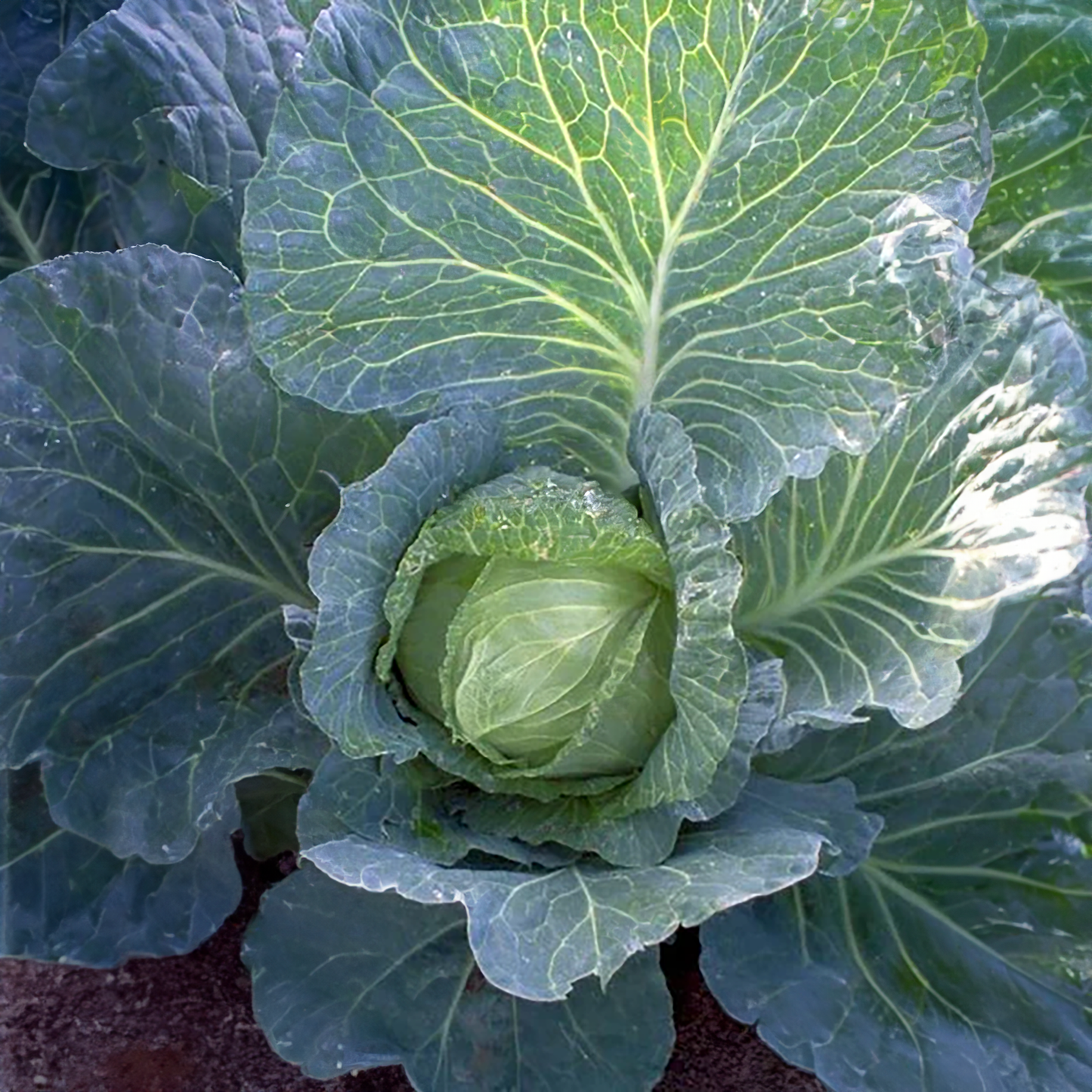 Early Jersey Wakefield Cabbage