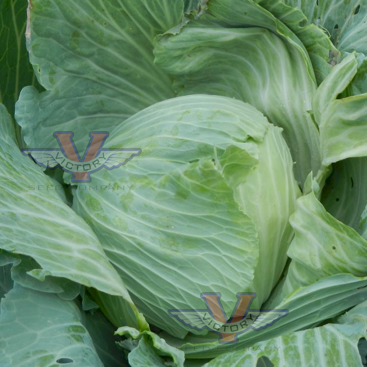 Late Flat Dutch Cabbage