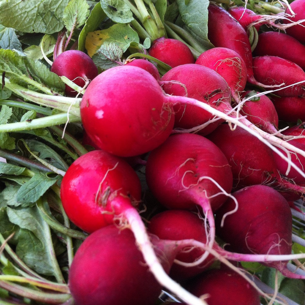 Champion Radish