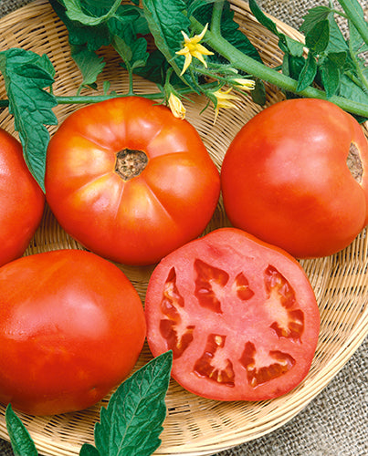 Cherokee (Cherokee Red) Tomato