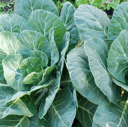 Organic Collard Greens, Champion (1 oz)