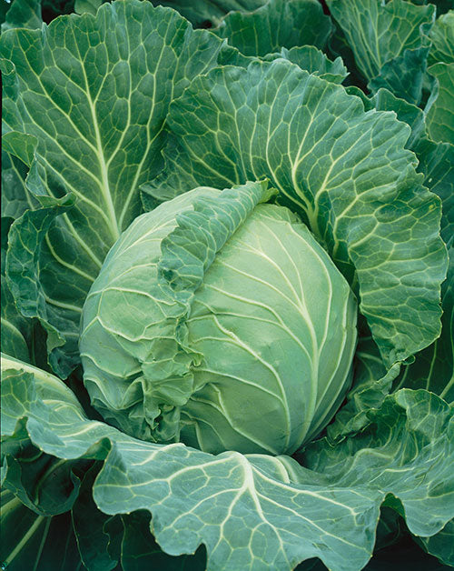 Copenhagen Market Cabbage