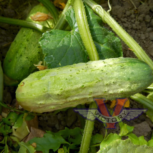 Boston Pickling Improved Cucumber