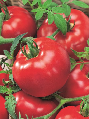 23 of the Best Slicing Tomatoes to Grow in Your Garden