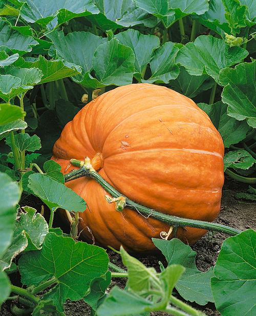 Dill's Atlantic Giant Pumpkin