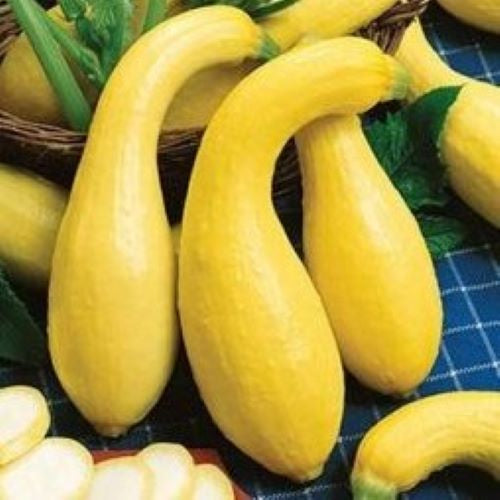 Dwarf Summer Crookneck Squash