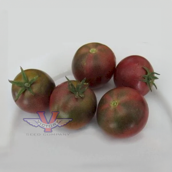 Dwarf Velvet Night Tomato