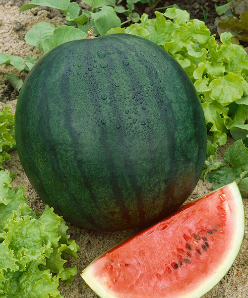 Florida Giant Watermelon