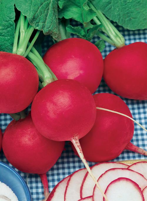 German Giant Radish