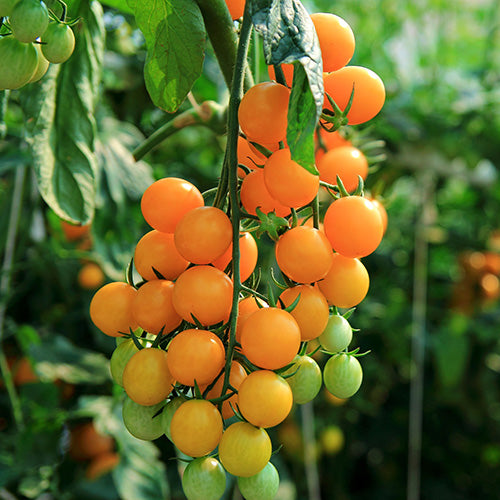 Gold Nugget Tomato