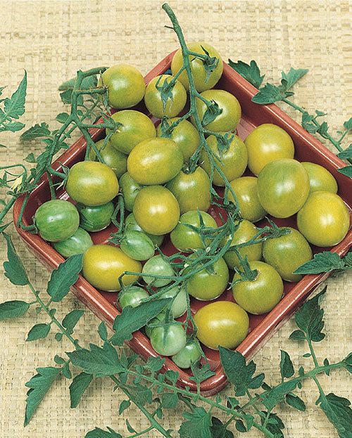 Green Grape Tomato