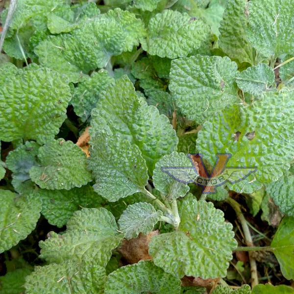 Horehound