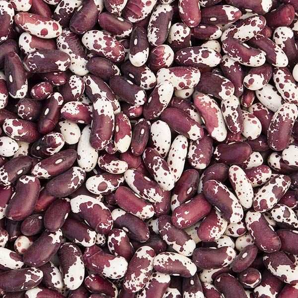 Jacob's Cattle Bush Dry Bean