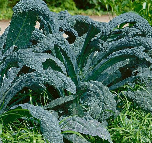 How Long Does Kale Last and How to Tell if Kale Is Bad - Spring In