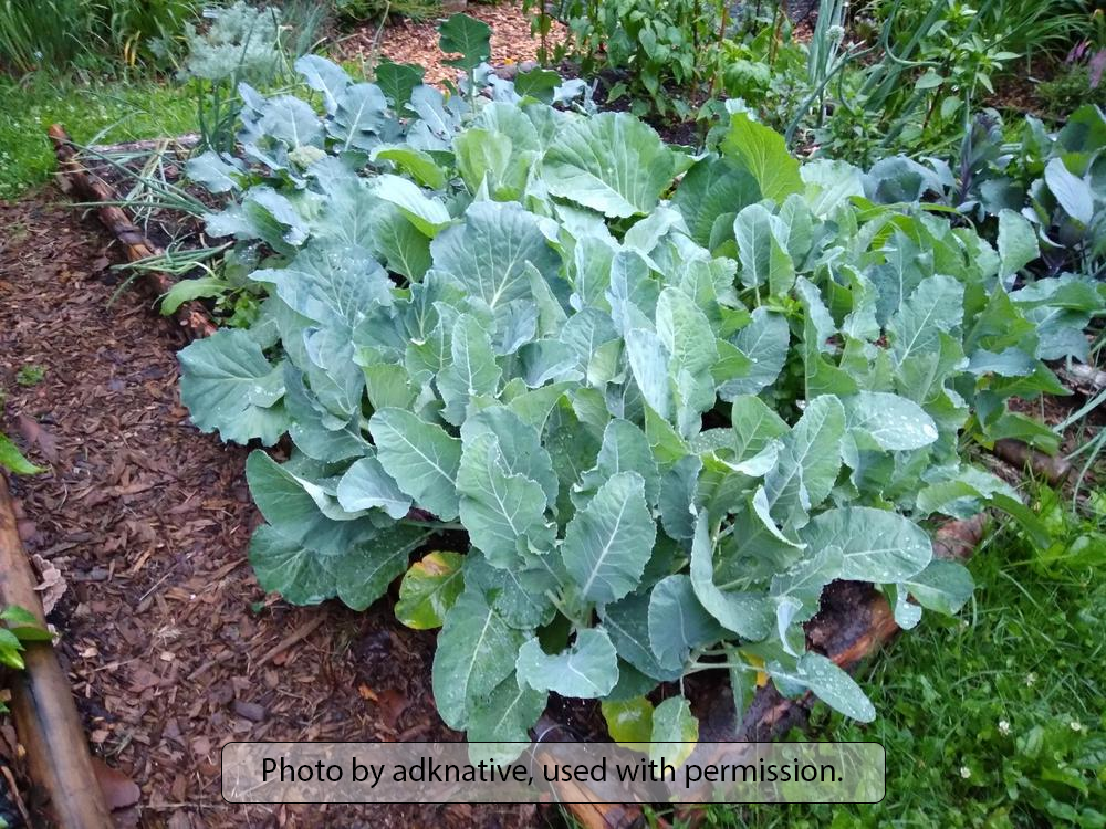 Late Flat Dutch Cabbage