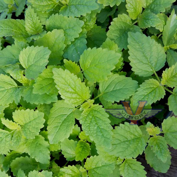 Lemon Balm