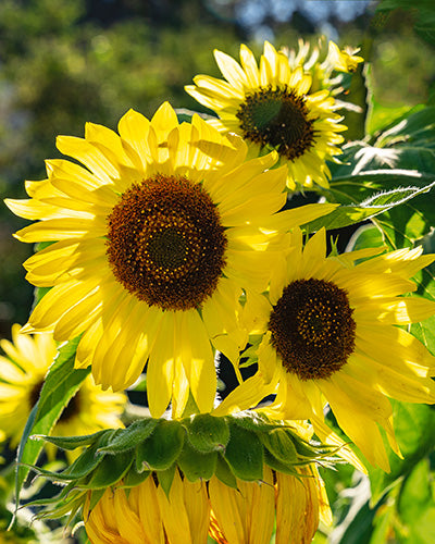 Semi di girasole Lemon Queen - Helianthus annuus - 20 semi - Helianthus  annus 'Lemon Queen' – Garden Seeds Market