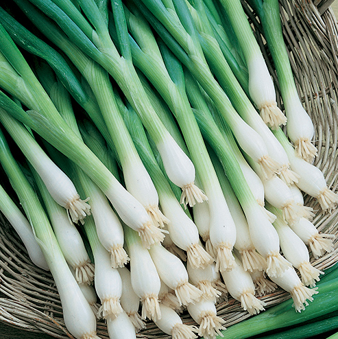 Tokyo Long White Bunching Onion