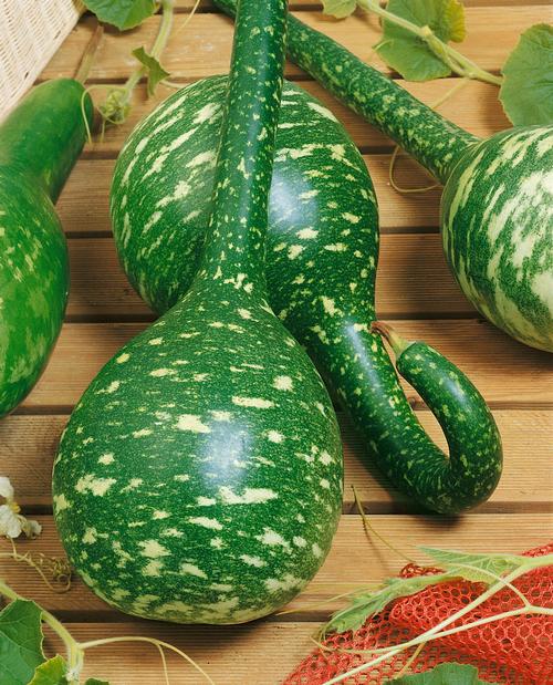 Longhandle Dipper Gourd