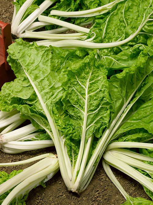 Lucullus Swiss Chard