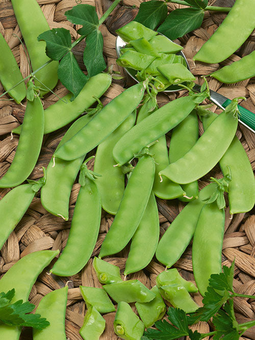 Mammoth Melting Snow Pea