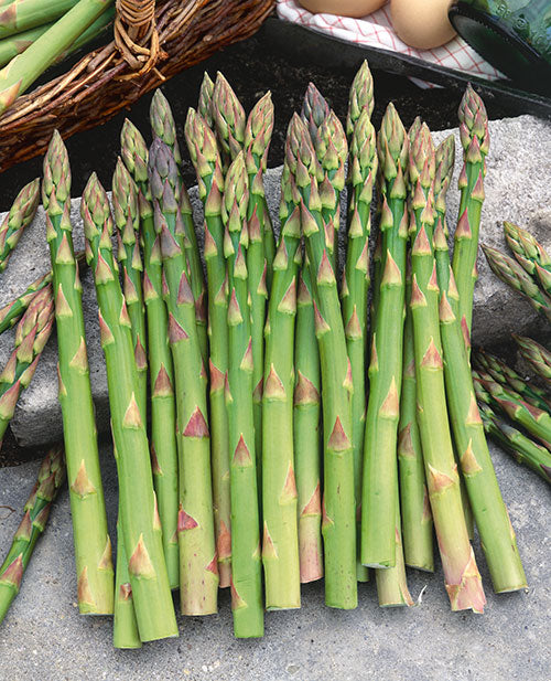 Mary Washington Asparagus