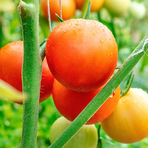 Moneymaker Tomato