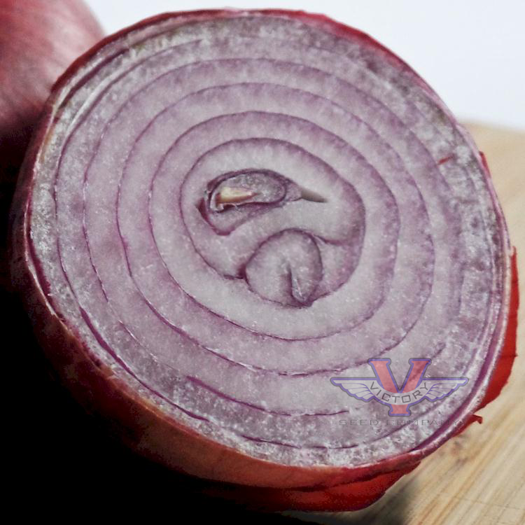 Red Burgundy Onion