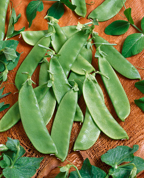 Oregon Giant Snow Pea