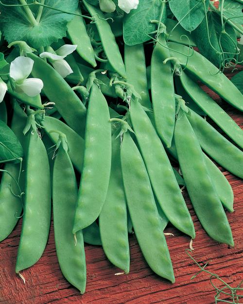 Oregon Sugar Pod II Snow Pea