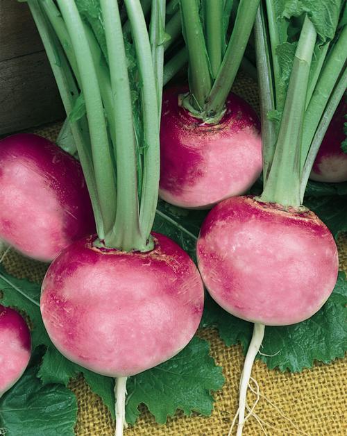 Pink Beauty Radish