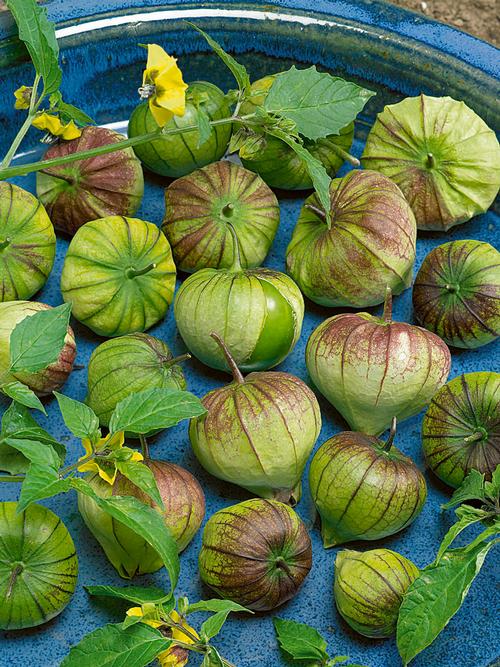 Morado Tomatillo (Purple Tomatillo)