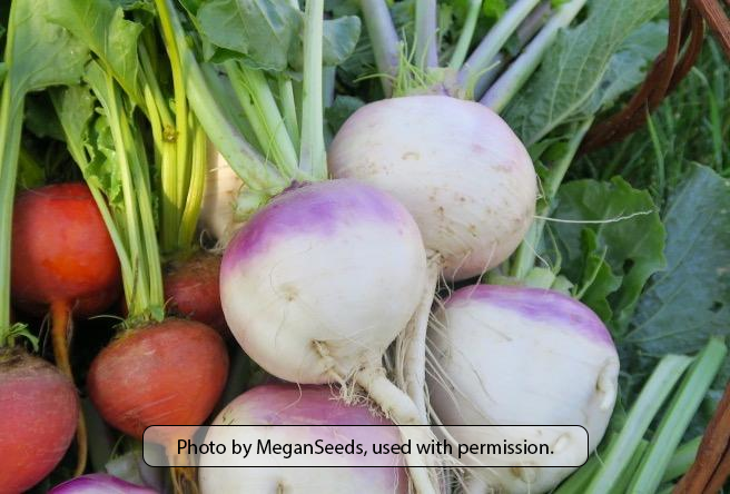 Purple Top White Globe Turnip