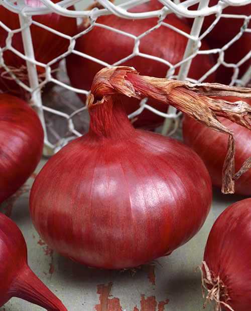 Red Creole Onion