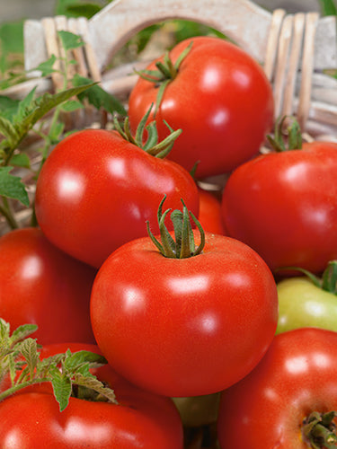 Russian Red Tomato