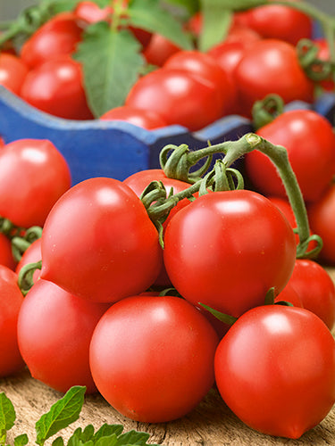 Riesentraube Tomato