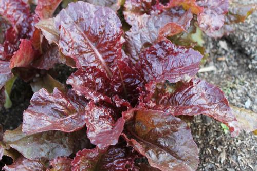 Ruby Leaf Lettuce