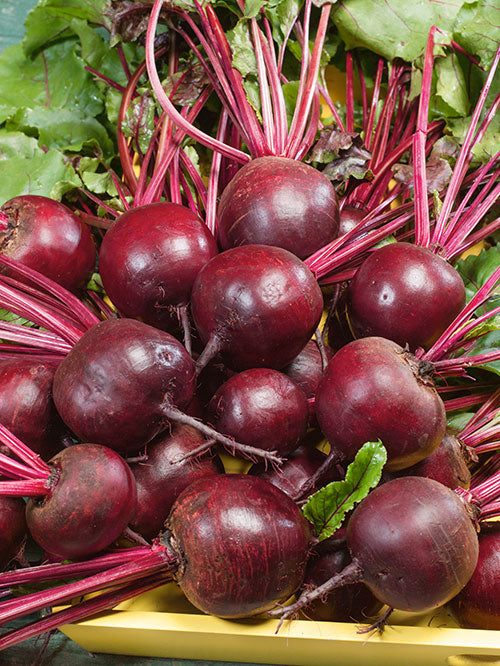 Ruby Queen Beet