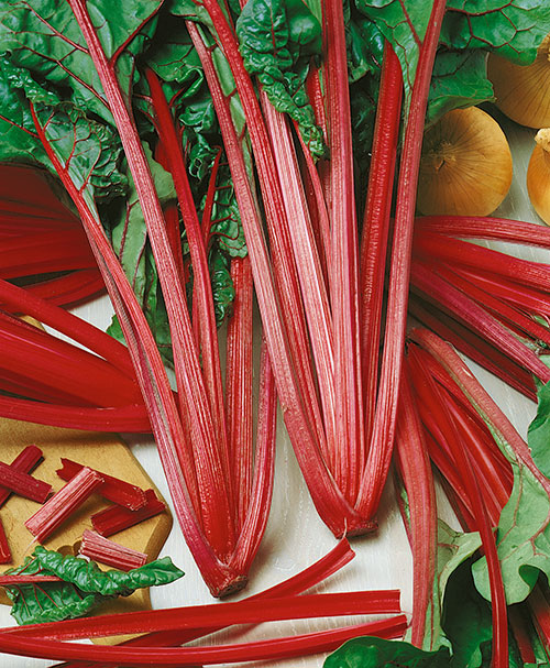 Ruby Red Rhubarb Swiss Chard Seeds, USA Garden Vegetable Rainbow Colorful  Silver Beet Spinach Bok Choy Seed Non GMO Heirloom 2024